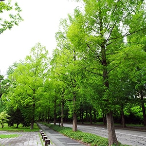 szũ^ZRCA