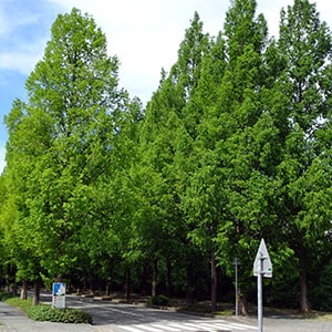 szũ^ZRCA