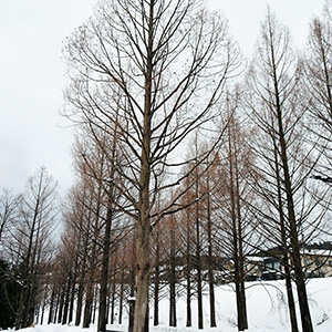 ����s���z�u�̃��^�Z�R�C�A